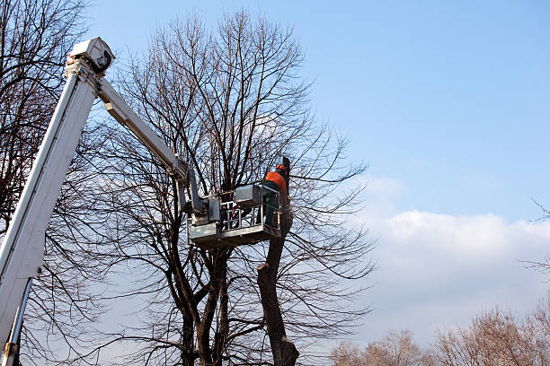 Best Hazardous Tree Removal  in Hazel Park, MI